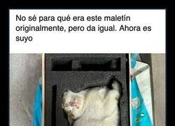 Enlace a Las leyes de la física no aplican cuando un gato encuentra una caja