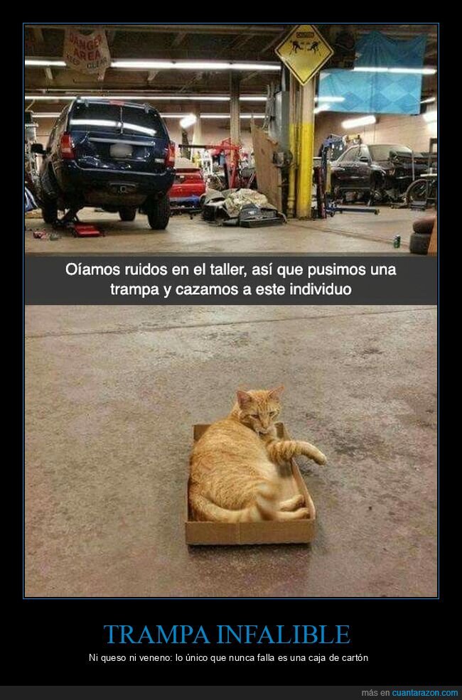 gatos,trampa,taller,cajas,humor