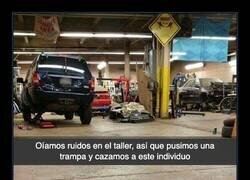 Enlace a La trampa más eficaz para cazar gatos en un taller