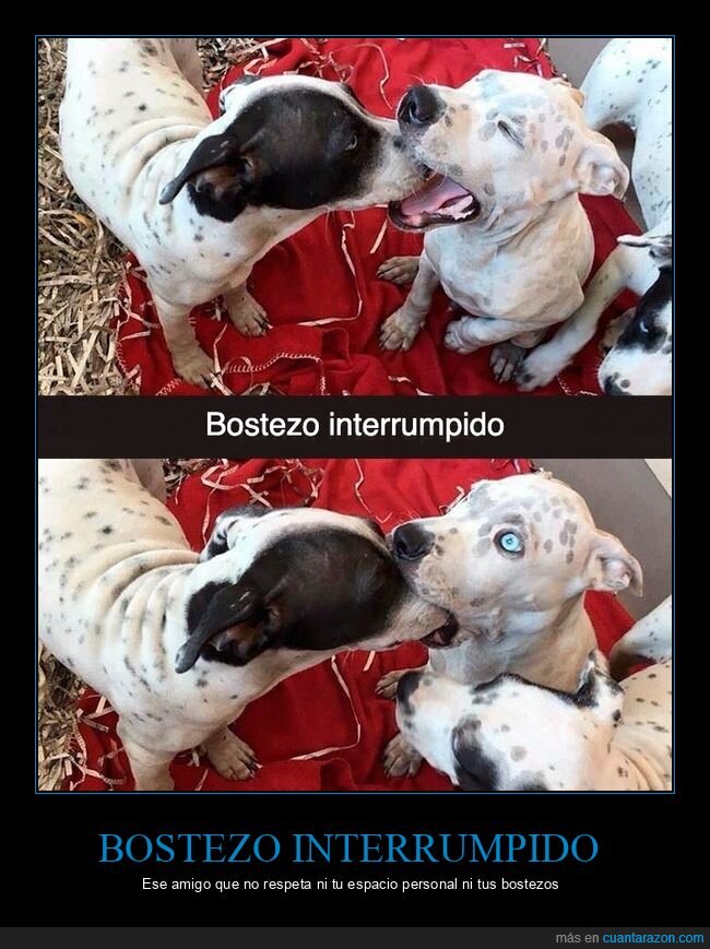 perros,mascotas,bostezo,animales,humor