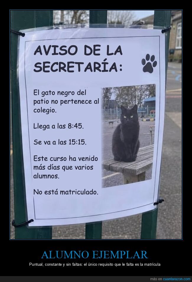 gatos,colegio,carteles,animales,humor