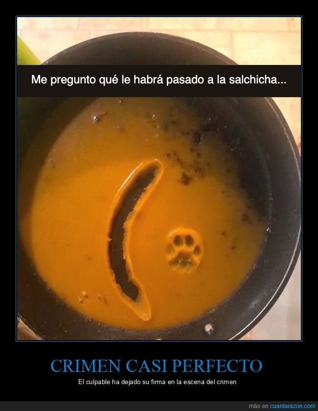 gatos,salchichas,cocina,mascotas,humor