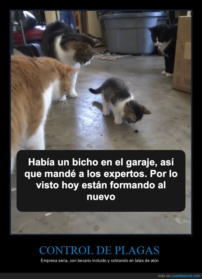 gatos,gatitos,bichos,garaje,aprendiz