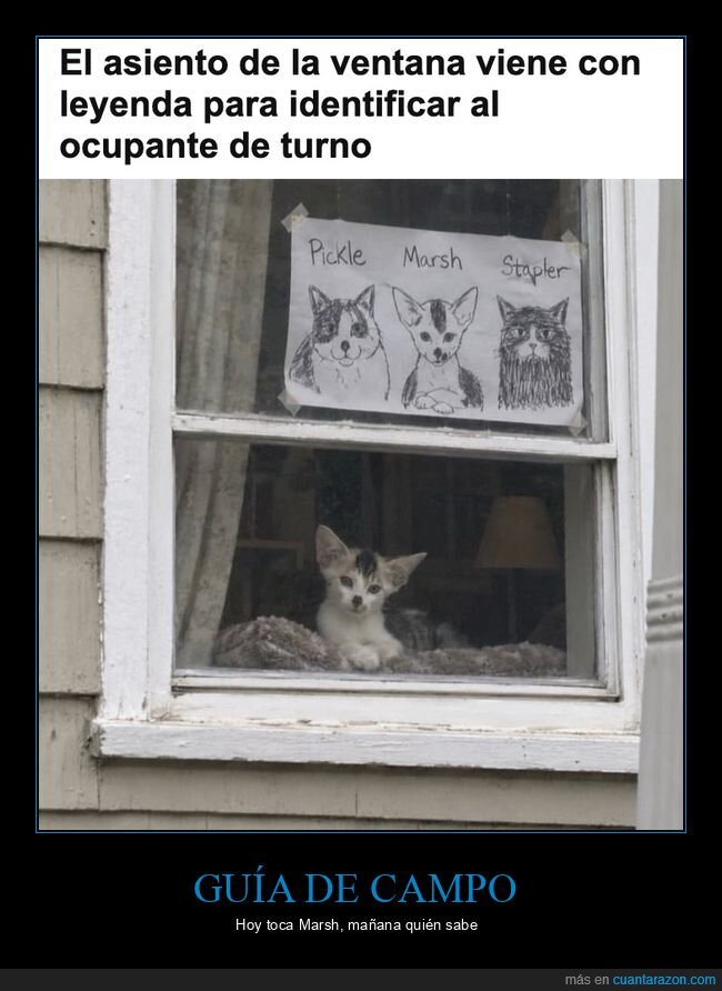 gatos,ventana,vecinos,dibujos