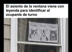 Enlace a Una ventana con leyenda para identificar al gato de turno
