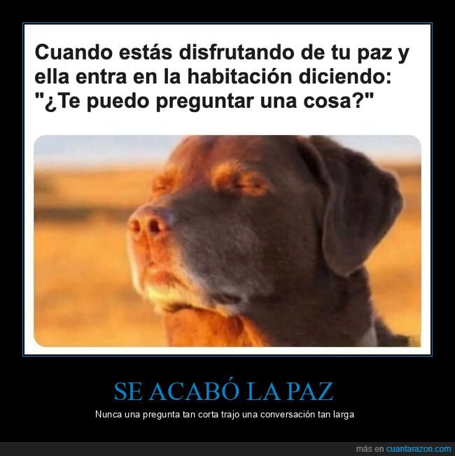 pareja,perros,paz,preguntas,relaciones