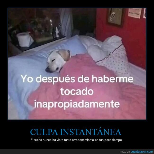 perro,cama,culpa,arrepentimiento,intimidad