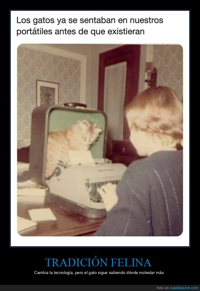 gatos,nostalgia,m&aacute;quina de escribir,ordenadores,mascotas