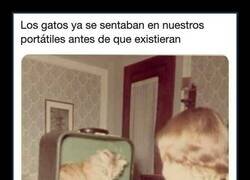 Enlace a Los gatos ya hacían esto antes de que existieran los portátiles