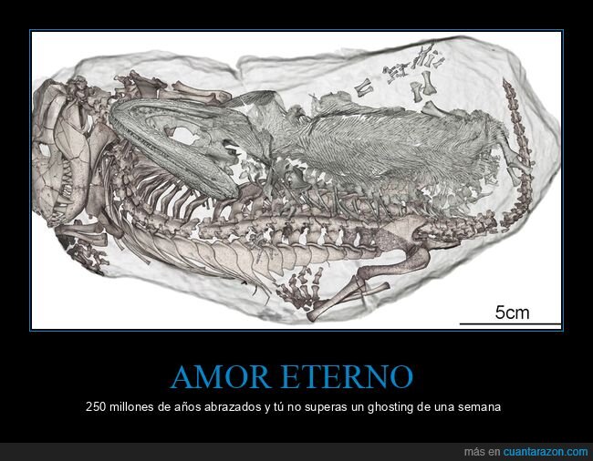 f&oacute;sil,Thrinaxodon,Broomistega,Tri&aacute;sico,paleontolog&iacute;a