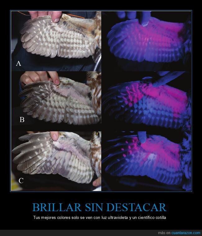 b&uacute;ho,plumas,fluorescencia,ultravioleta,ciencia