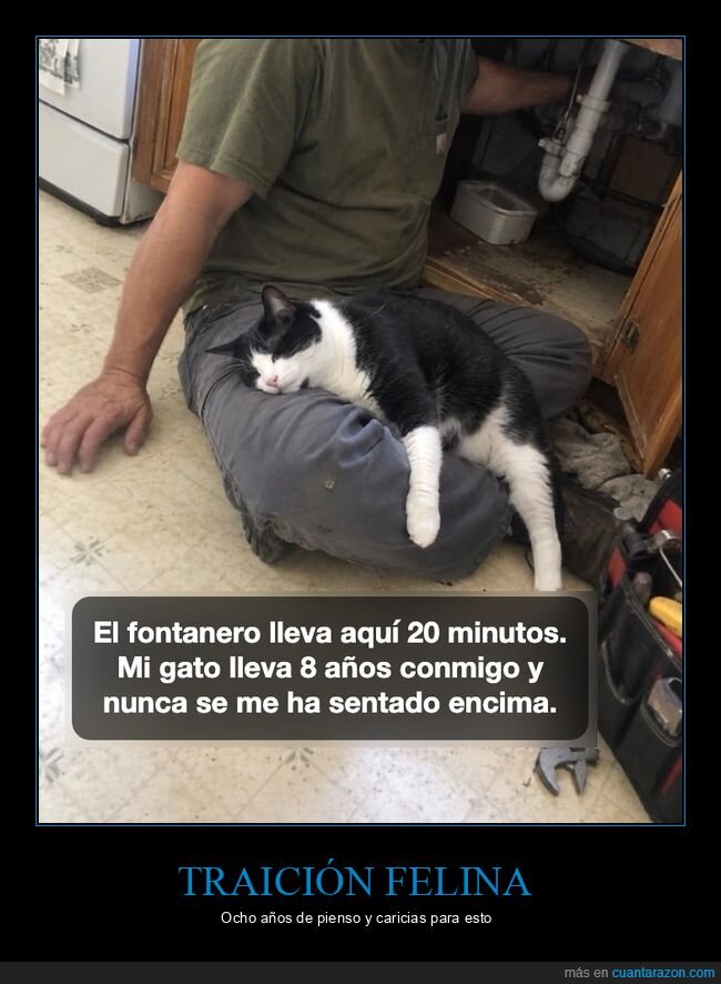 gatos,fontanero,traici&oacute;n,mascotas,regazo