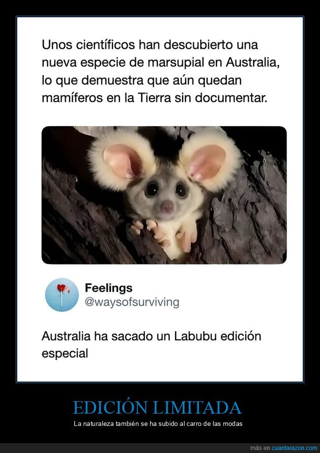 labubu,australia,marsupial,animales,ciencia