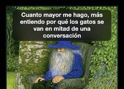 Enlace a Cuanto más mayor, más entiendo a los gatos