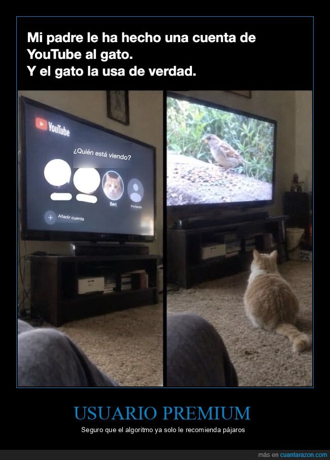 gatos,youtube,padres,televisi&oacute;n,p&aacute;jaros