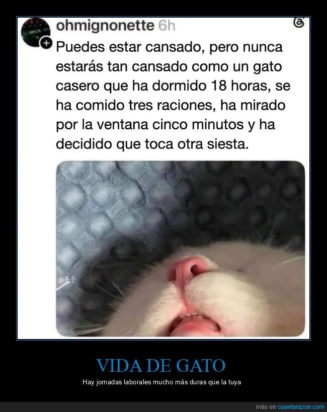 gatos,siesta,cansancio,mascotas,threads
