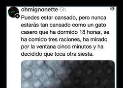 Enlace a Nunca estarás tan cansado como un gato casero