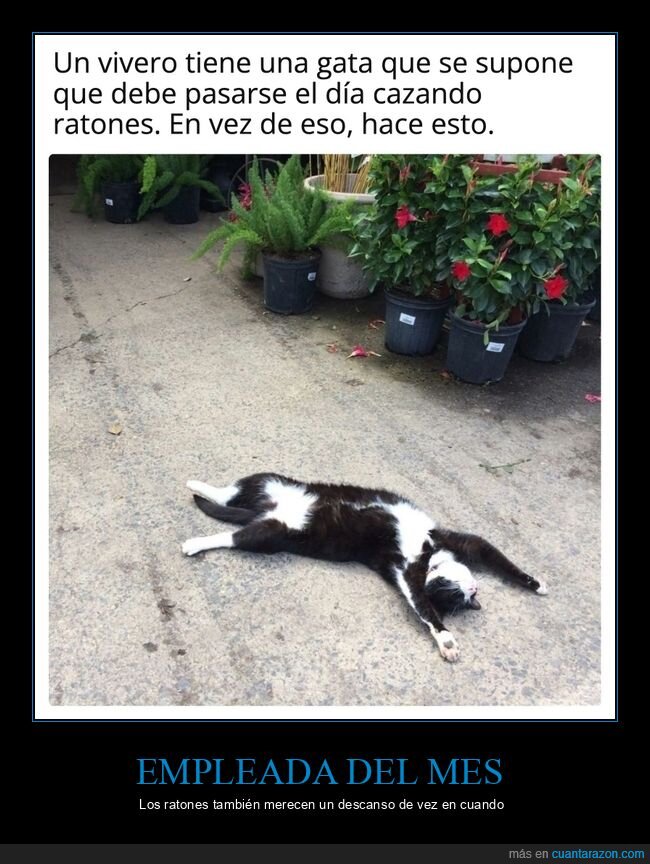 gatos,vivero,ratones,trabajo,siesta