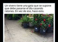 Enlace a La gata del vivero que debía cazar ratones