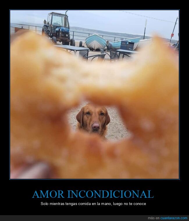 perro,donut,mirada,playa,comida