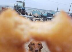 Enlace a A mi perro le interesa mucho mi rosquilla