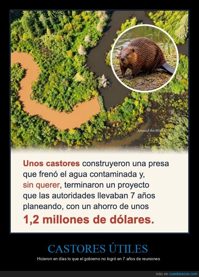 castores,ingenier&iacute;a,burocracia,naturaleza,eficiencia