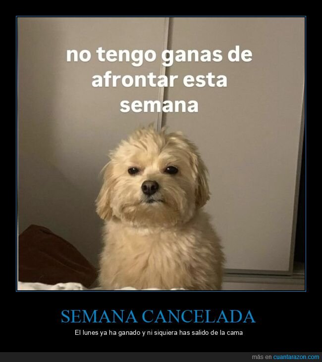 perro,lunes,semana,pereza,cansancio