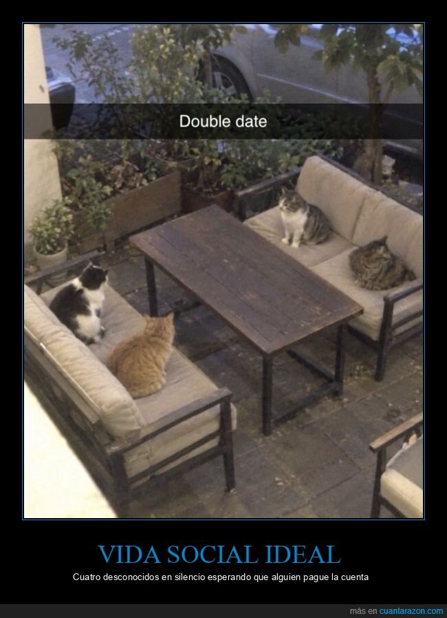 gatos,quedada,terraza,silencio,sociabilidad