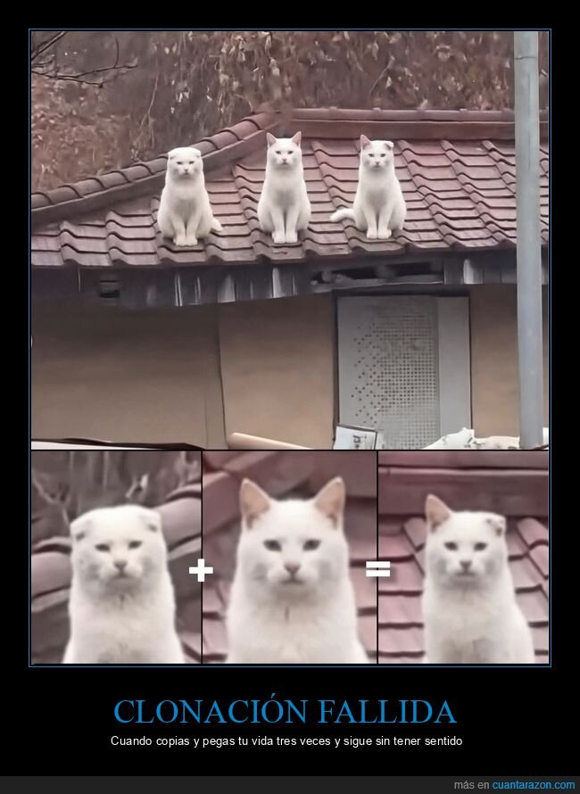 gatos,tejado,clones,vigilancia,f&eacute;lidos