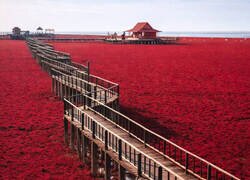 Enlace a La playa Roja de Panjin, en China