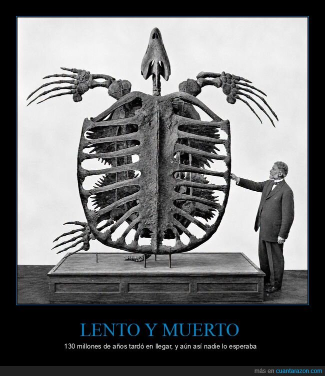 Archelon,tortuga,f&oacute;sil,paleontolog&iacute;a,esqueleto