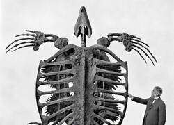 Enlace a Archelon, una tortuga marina de más de cuatro metros que nadaba junto a los dinosaurios