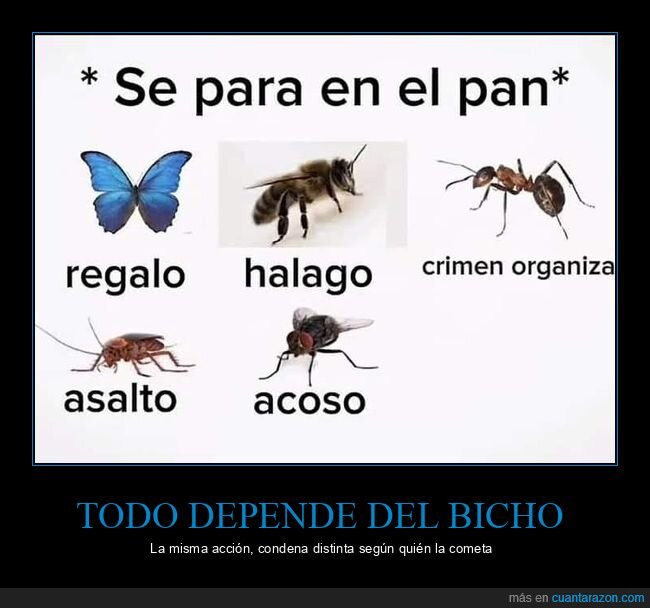 insectos,pan,clasismo,justicia,naturaleza