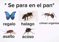 Enlace a Mismo bicho, distinta condena: la ley no escrita de cualquier merienda en el campo