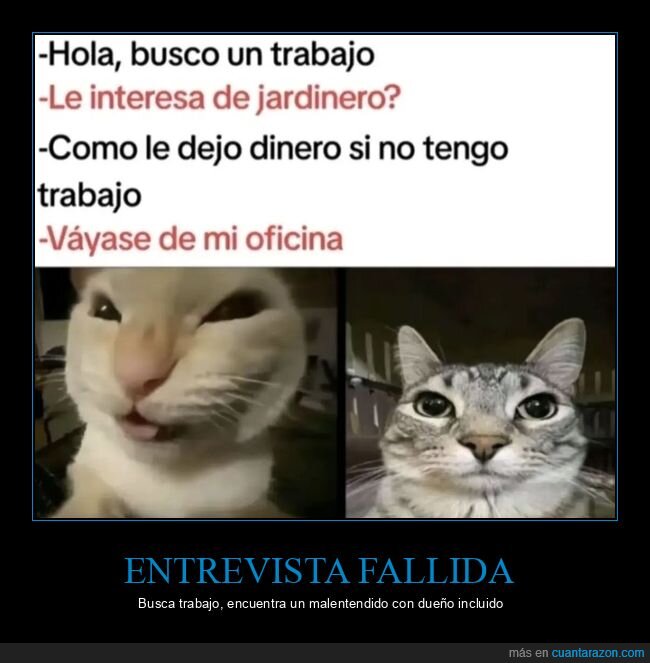 entrevista,trabajo,malentendido,gatos,oficina