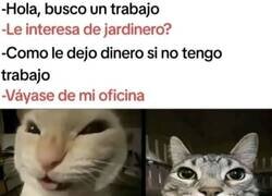 Enlace a Una entrevista de trabajo con un malentendido bastante gordo