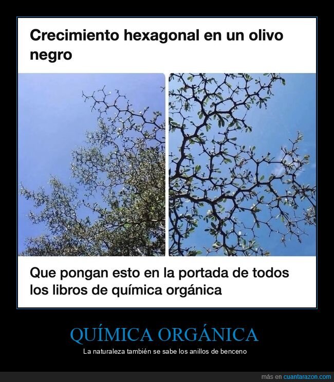olivo,hex&aacute;gonos,qu&iacute;mica,naturaleza,&aacute;rbol