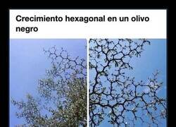 Enlace a La naturaleza también estudió química, y se le da mejor que a mí