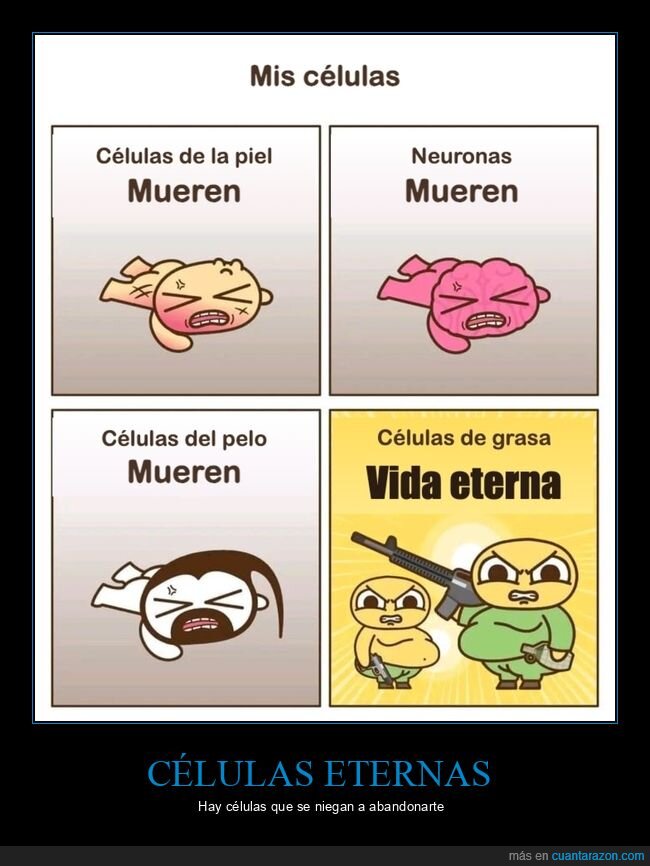 c&eacute;lulas,grasa,cuerpo,dieta,biolog&iacute;a