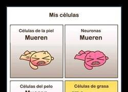 Enlace a Hay células en mi cuerpo con más fuerza de voluntad que yo