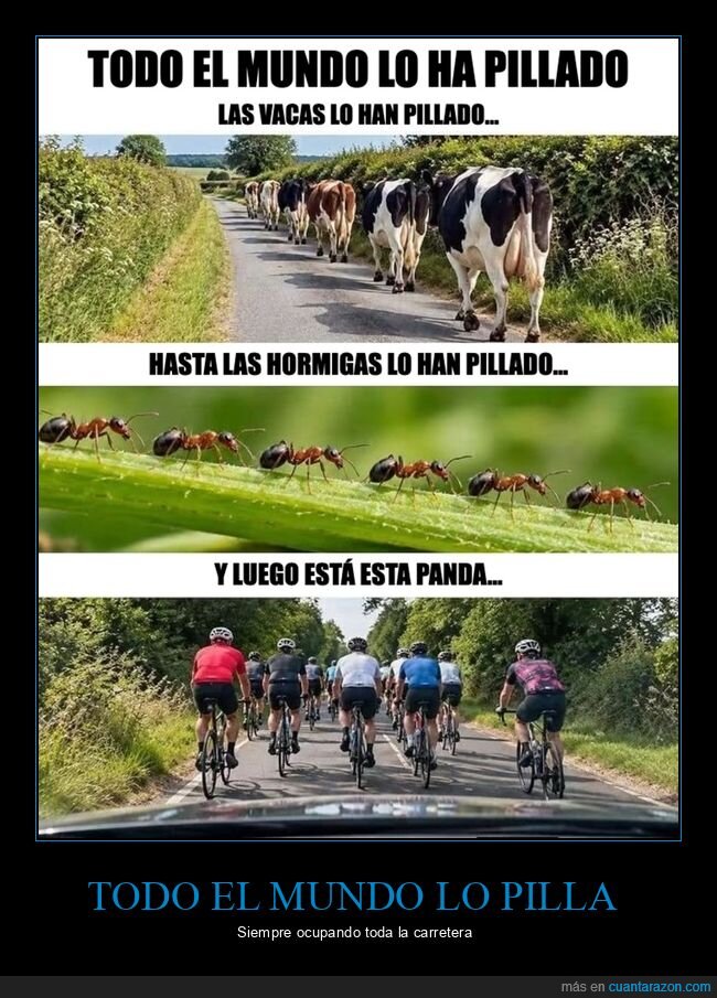 ciclistas,carretera,vacas,hormigas,tr&aacute;fico