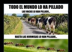Enlace a Algunos han tardado un poco más en pillarlo
