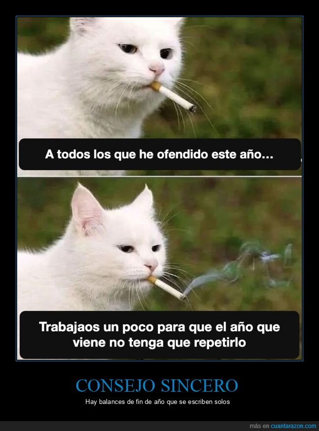 gato,fin de a&ntilde;o,ofensas,cigarro,sinceridad