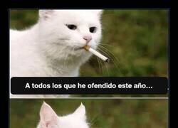 Enlace a Este gato sabe pedir disculpas a su manera