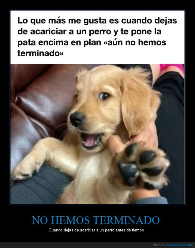 perro,cachorro,caricias,pata,mascotas