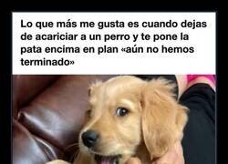 Enlace a Los perros saben negociar mejor que cualquier sindicato