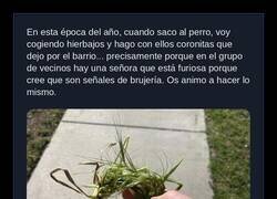 Enlace a Brujería de barrio