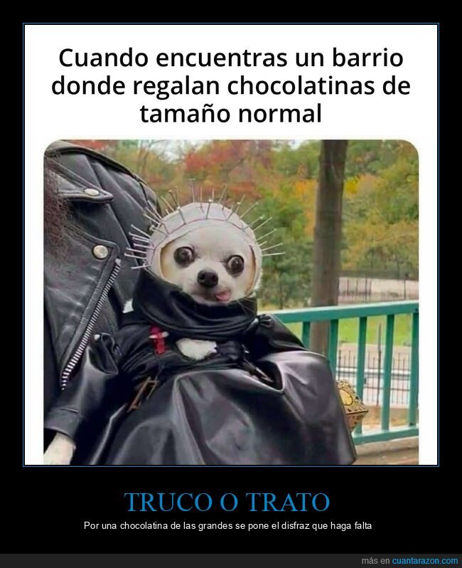 perros,halloween,disfraces,chocolatinas