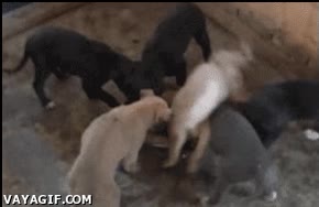 comida,animales,perros