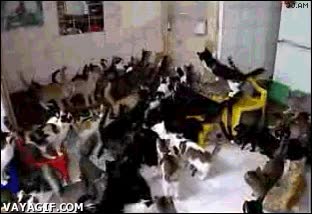 plaga,invasión,gatos,gato